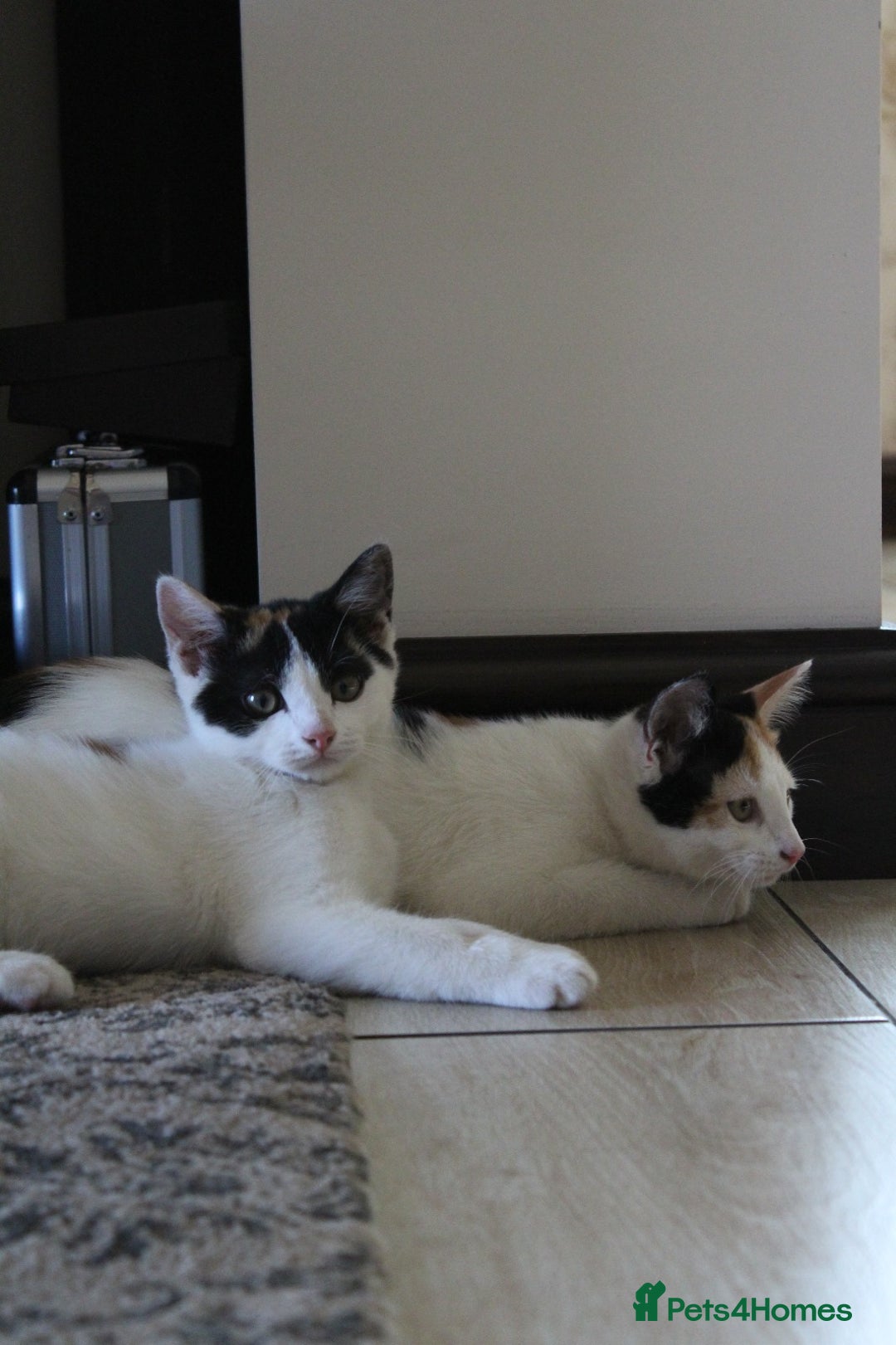 British Shorthair cats for sale: 2 Bundles of Joy!! Ready now!! - Image 3