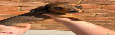 Miniature Dachshund 2