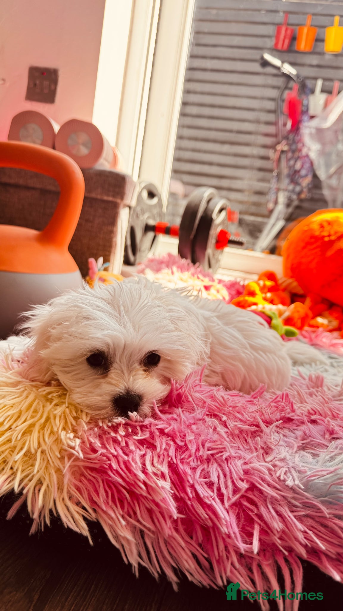 Maltese dogs Kc registered mini Maltese boy  - Advert 15