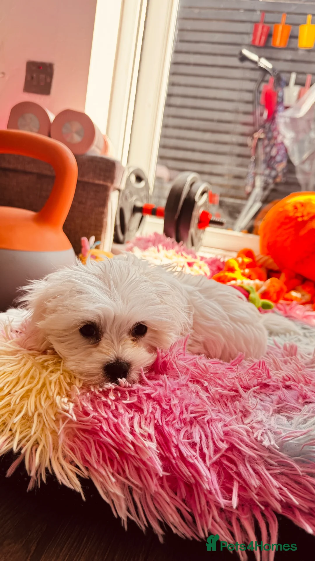 Maltese dogs for sale: Kc registered mini Maltese boy  - Advert 1