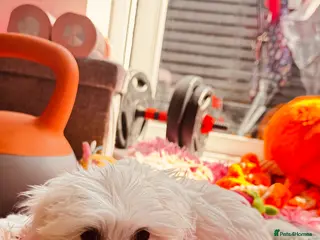 Maltese dogs Kc registered mini Maltese boy - Advert 1