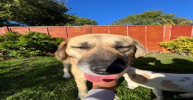 Mixed Breed dogs - Advert 1