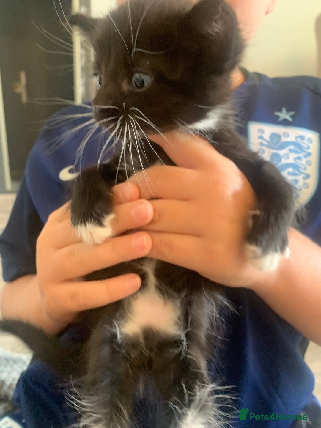 British Shorthair cats for sale: 6 litter mixed domestic kittens  - Image 14
