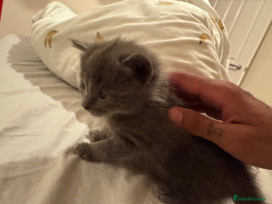 Mixed Breed cats for sale: 5 Beautiful Kittens for Sale - Image 4
