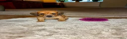 Dachshund dogs for sale: 3 beautiful red dachshund boys - Advert 7