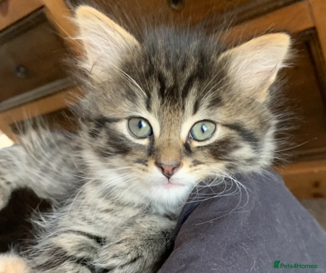 Turkish Angora cats for sale: 5 Turkish Angora kittens - 3 Girls/2 boys - Advert 5