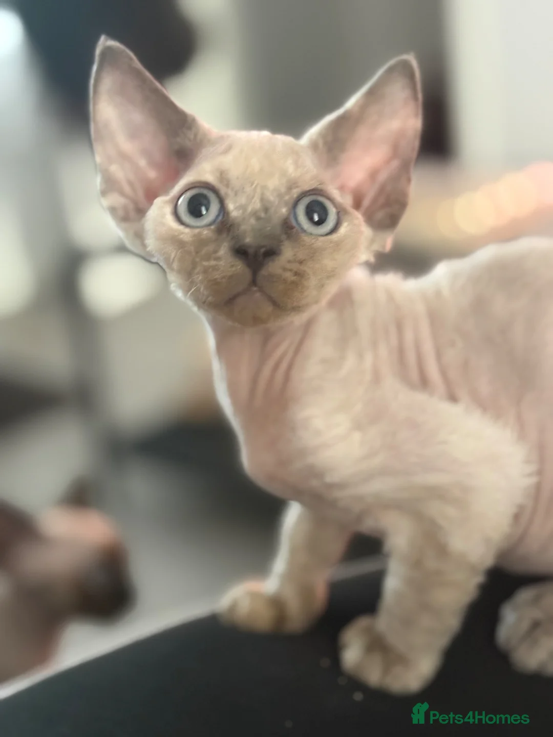 Devon Rex cats for sale: ❤️Devon rex female available 😻 - Advert 2