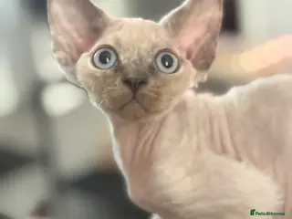 Devon Rex cats ❤️Devon rex female available 😻 - Advert 1