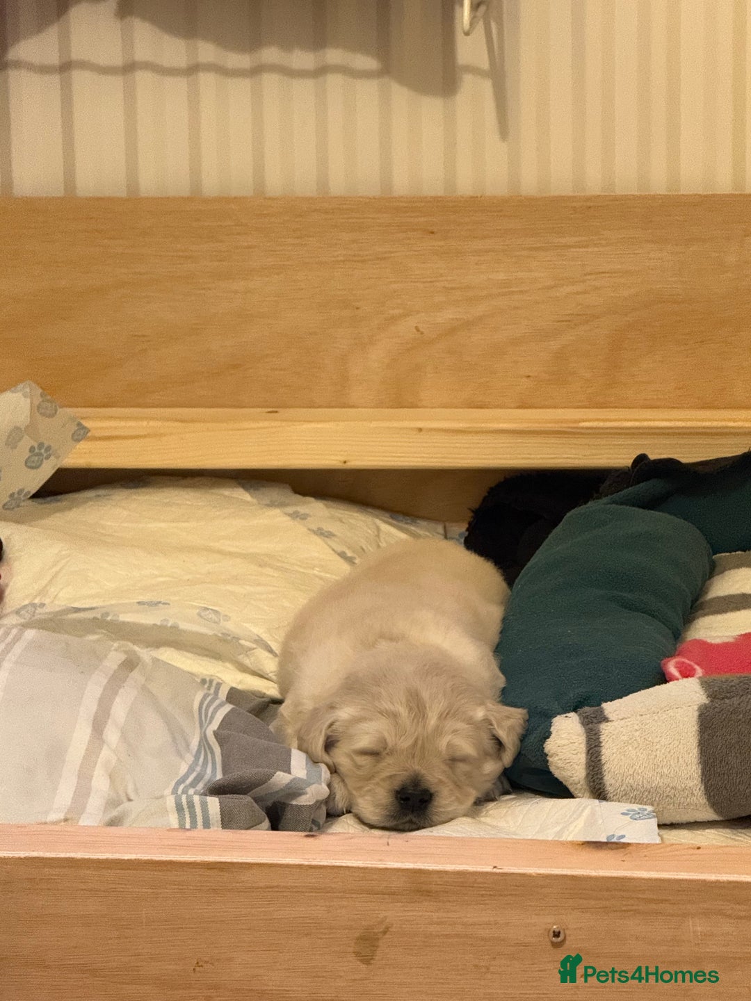 Golden Retriever dogs for sale: Golden Retriever Puppies - Advert 4