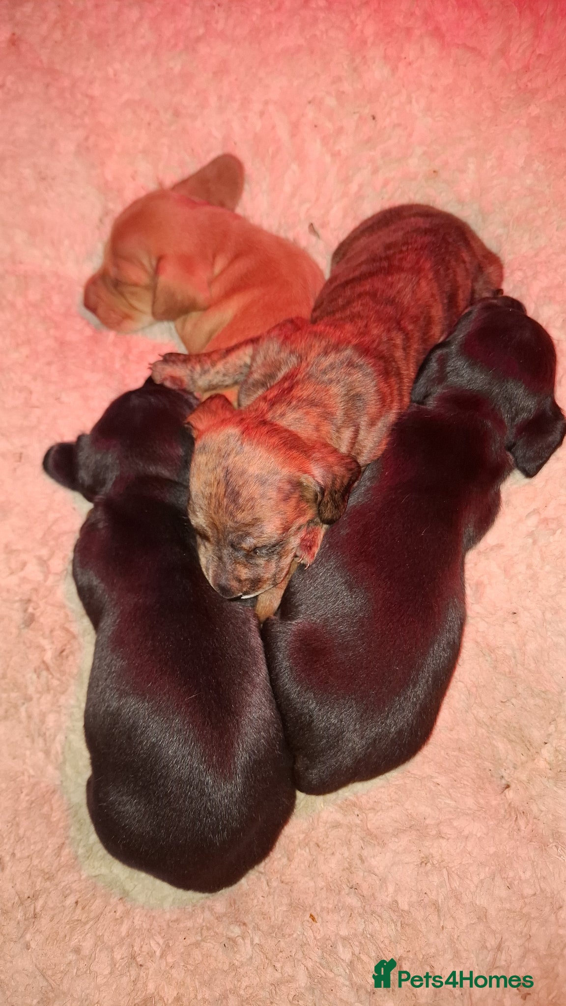 Miniature Dachshund dogs KC Mini Dachshund Puppies - Stunning - Advert 11