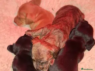 Miniature Dachshund dogs KC Mini Dachshund Puppies - Stunning - Advert 11