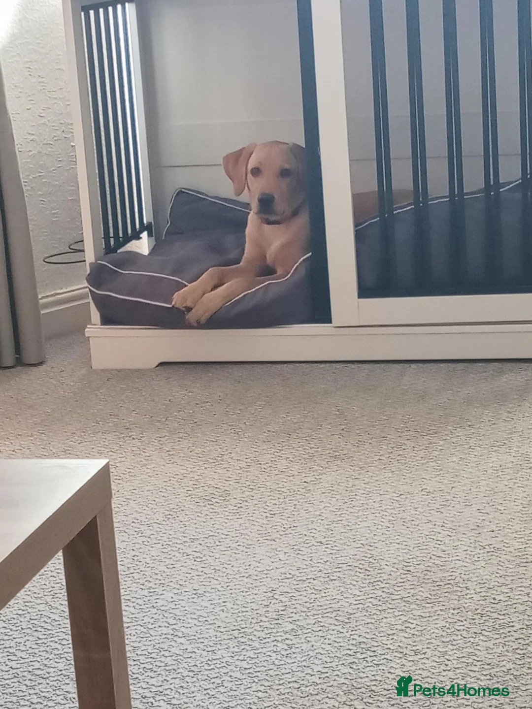Labrador Retriever dogs for sale: Charlie 7 months old pup - Advert 4