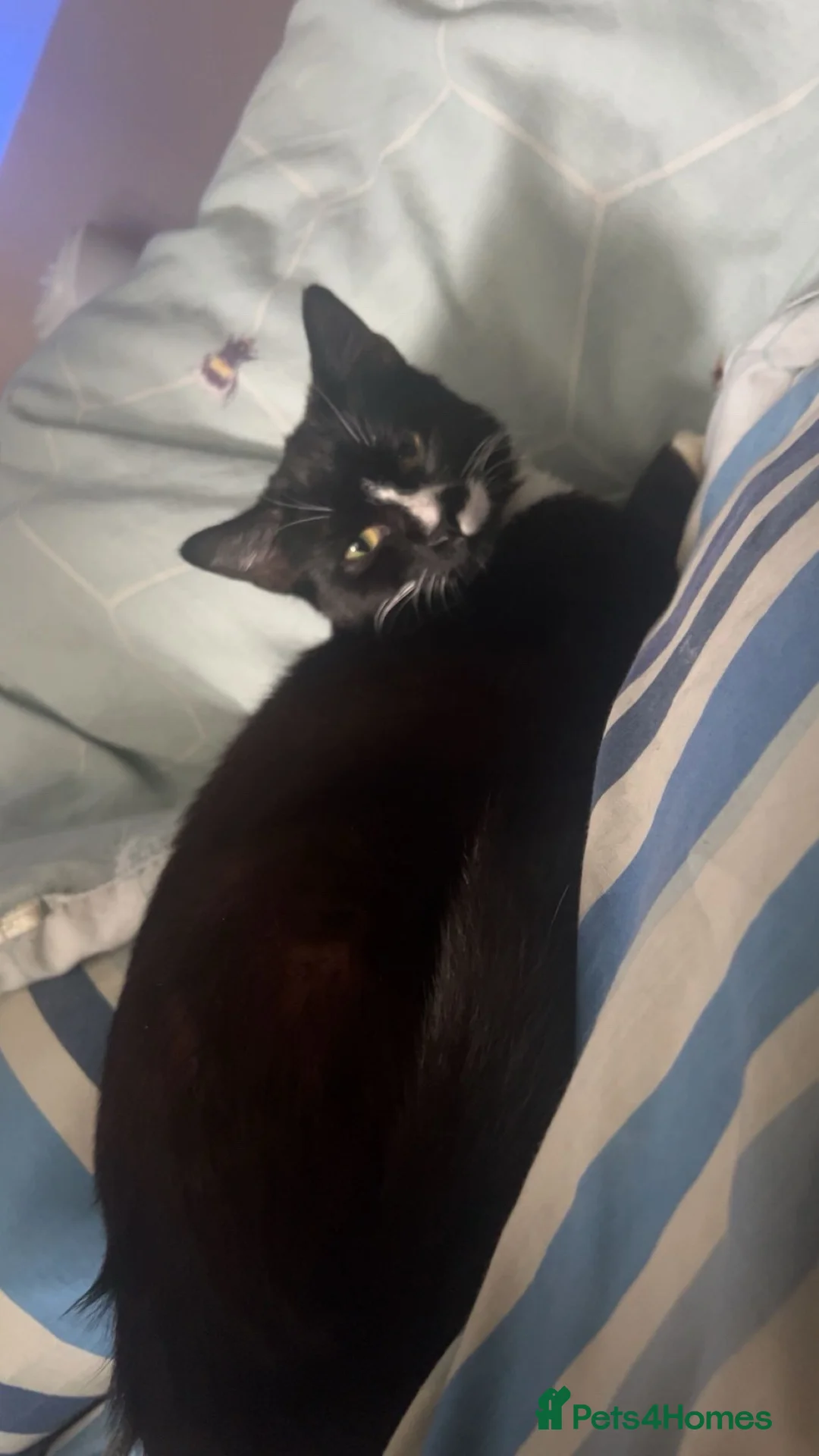 Mixed Breed cats for sale: kittens and there mother ❤️ in Swansea - Advert 1
