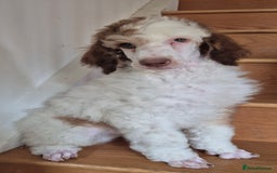 Standard Poodle dogs for sale: KC reg Brown Parti & phantom Standard Poodle pups - Image 22