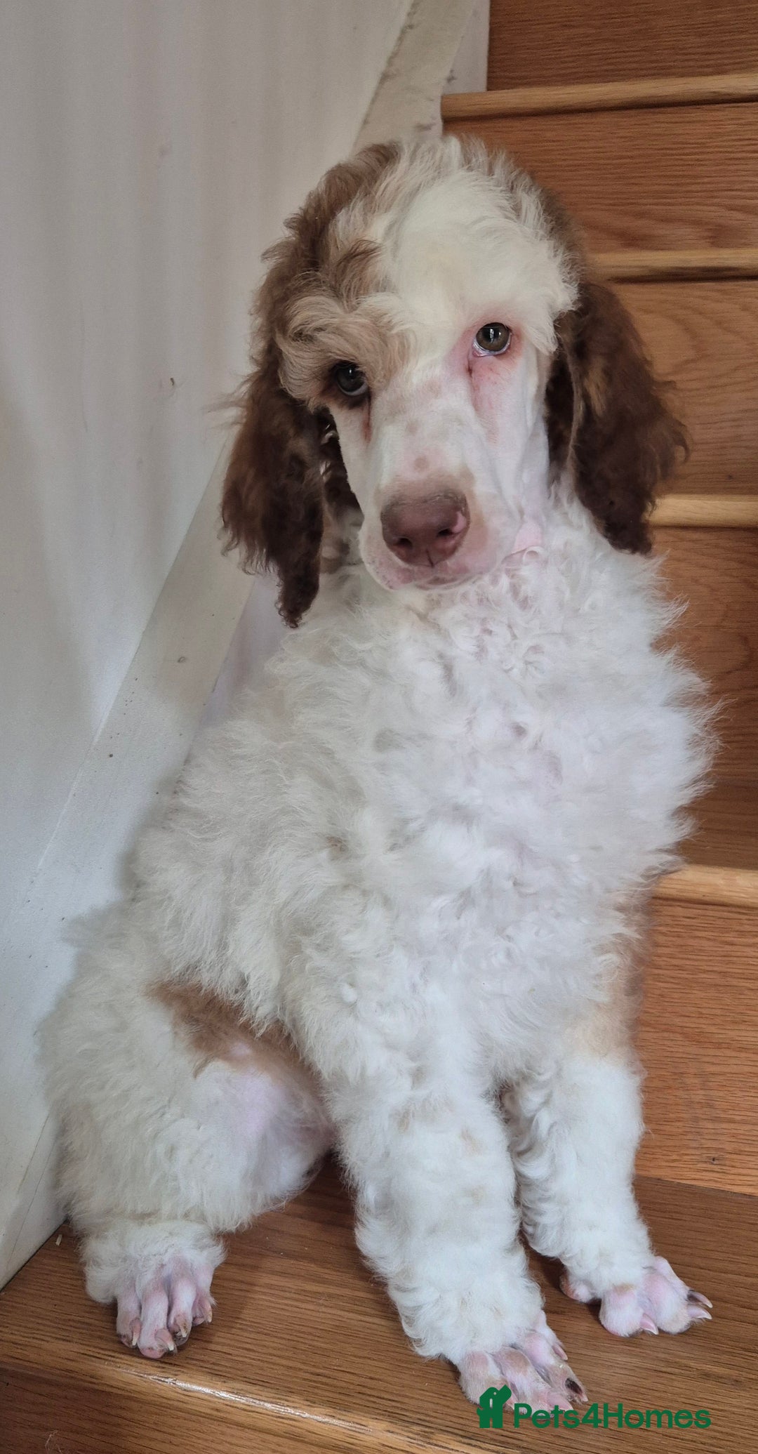 Standard Poodle dogs for sale: KC reg Brown Parti & phantom Standard Poodle pups - Image 22