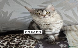 Maine Coon cats for sale: Last male Maine coon kitten READY European lines  - Image 8