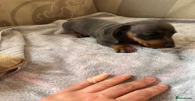 Dachshund dogs - Advert 12