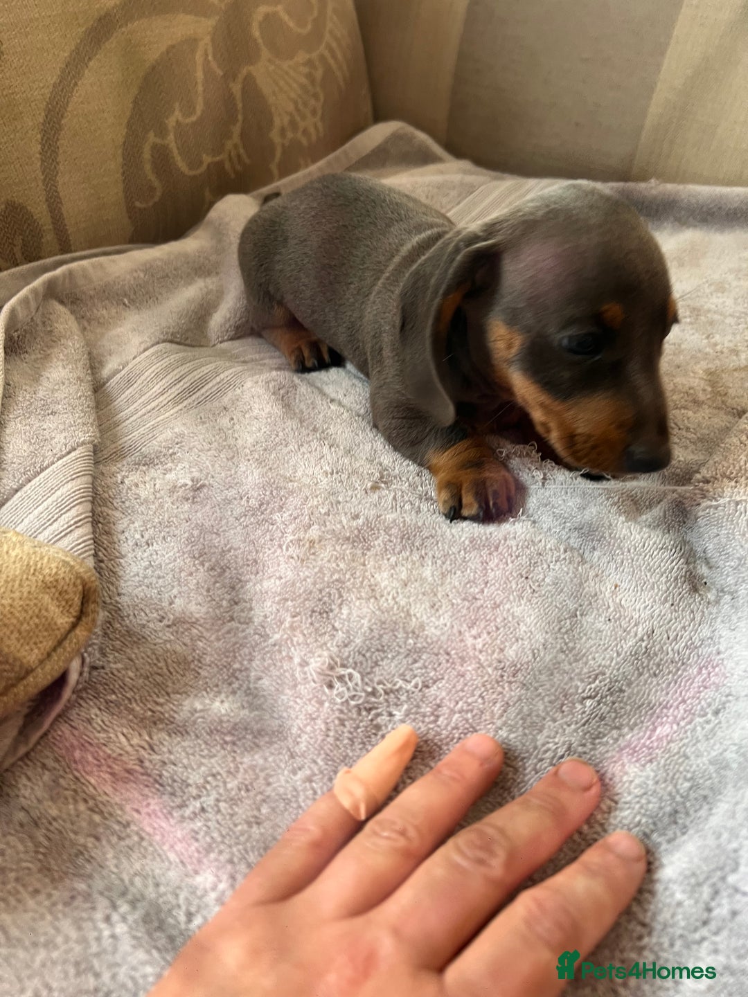 Dachshund dogs for sale: Daushund puppy’s for sale ready to leave 💝  - Image 2
