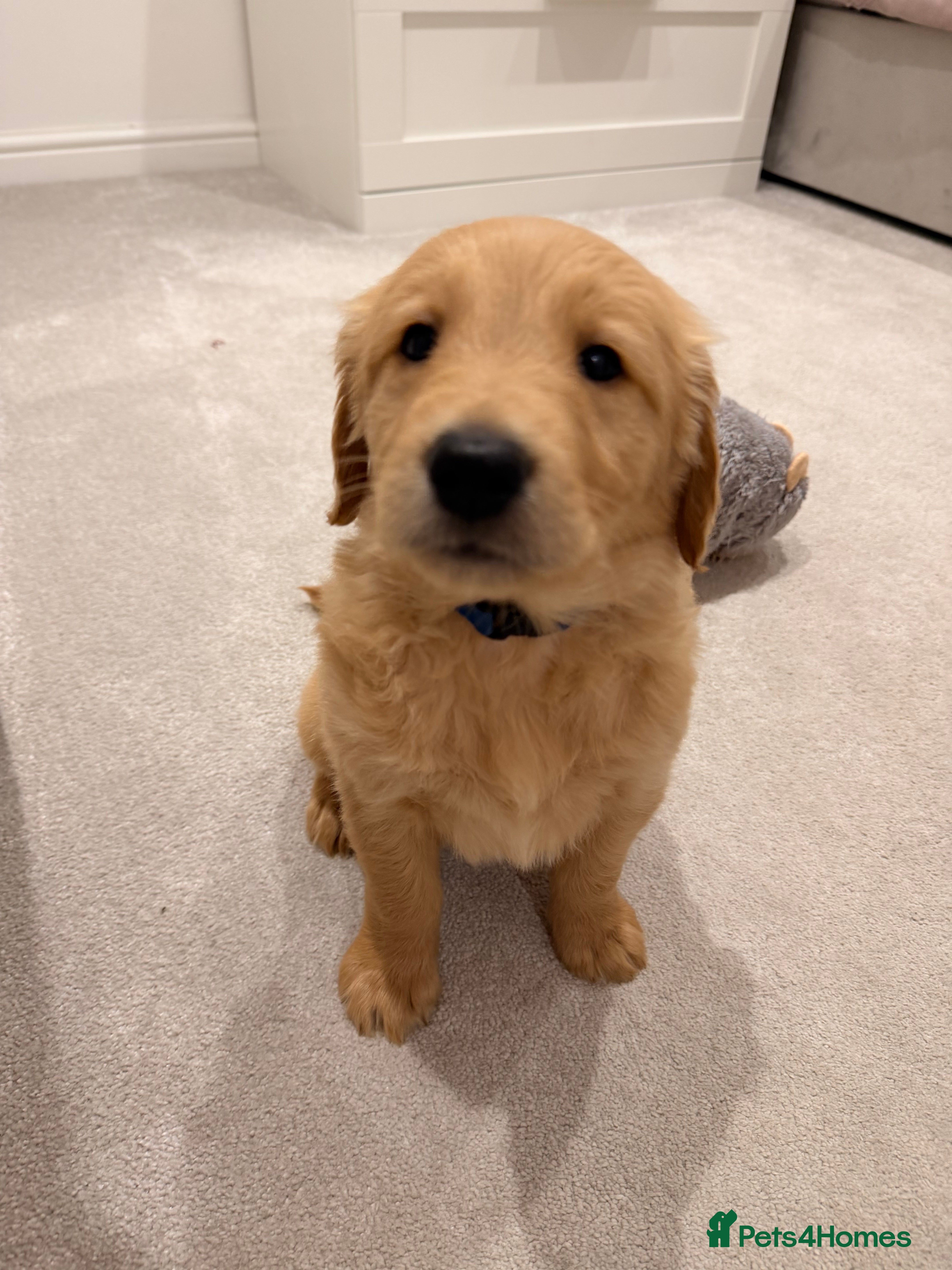 Golden Retriever dogs 1 Perfect Golden Boy Left - Advert 3