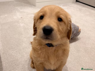 Golden Retriever dogs 1 Perfect Golden Boy Left - Advert 16