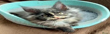 Maine Coon Kitten 1