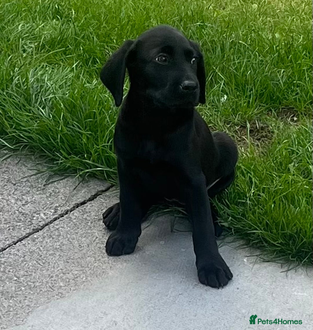 Labrador Retriever dogs for sale: Beautiful lab female puppy  - Image 2