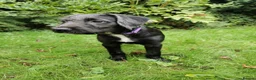 Mixed Breed dogs for sale: 7 beautiful staffie x labradoodle puppies for sale - Advert 3
