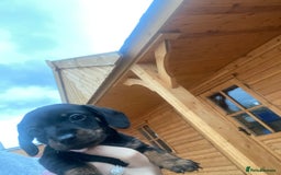 Miniature Dachshund dogs for sale: Miniature Dachshund 🌟4 BOYS🌟 - Image 10