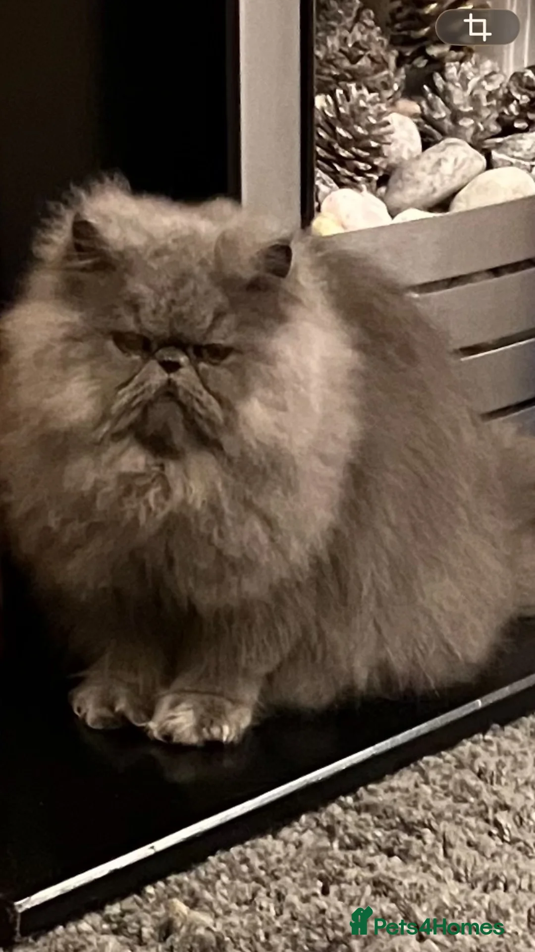 Persian cats for sale: 2 beautiful Persian cats  - Advert 5