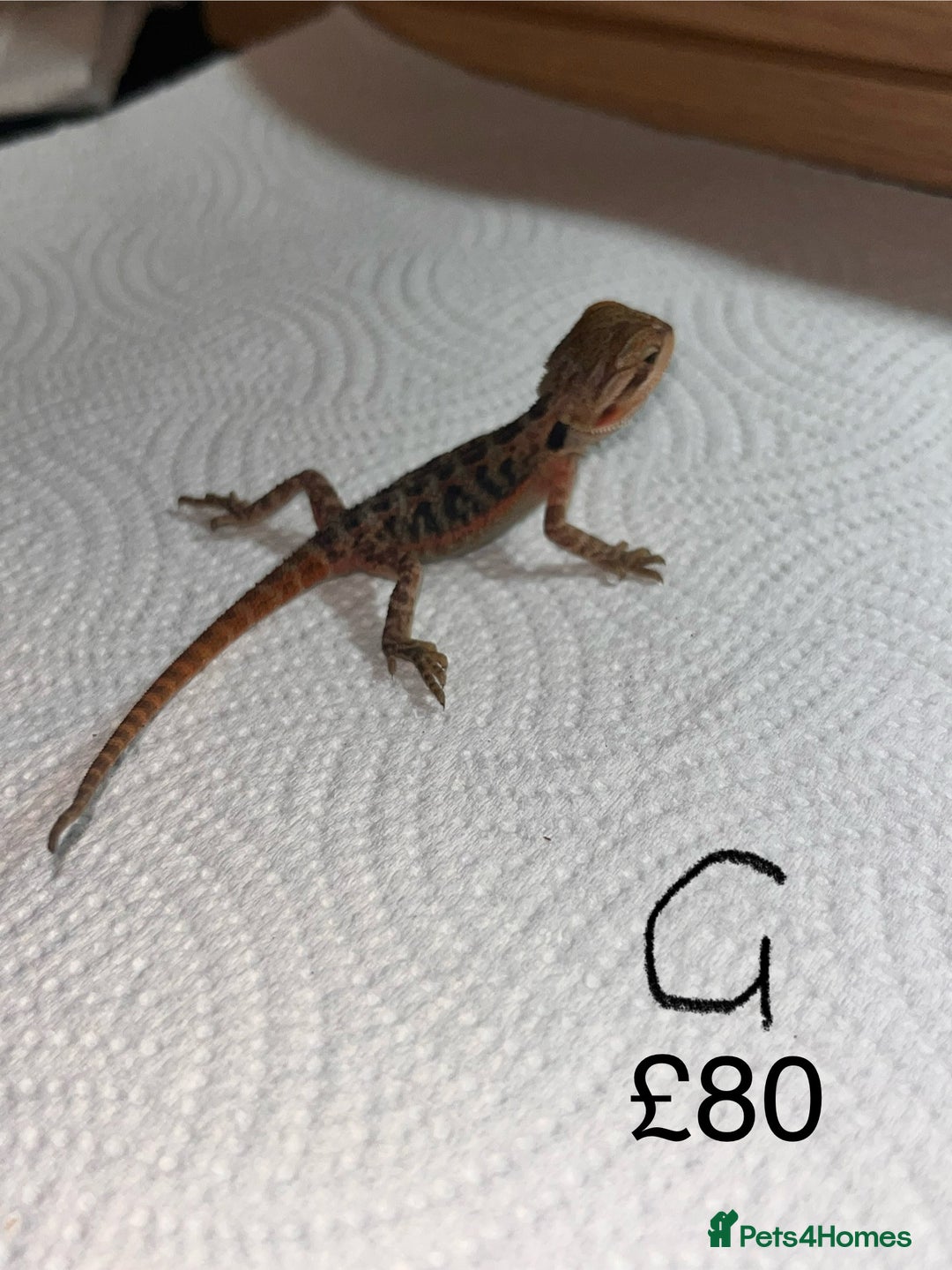 Bearded Dragon reptiles for sale: Various Baby Bearded Dragons For Sale - Advert 15