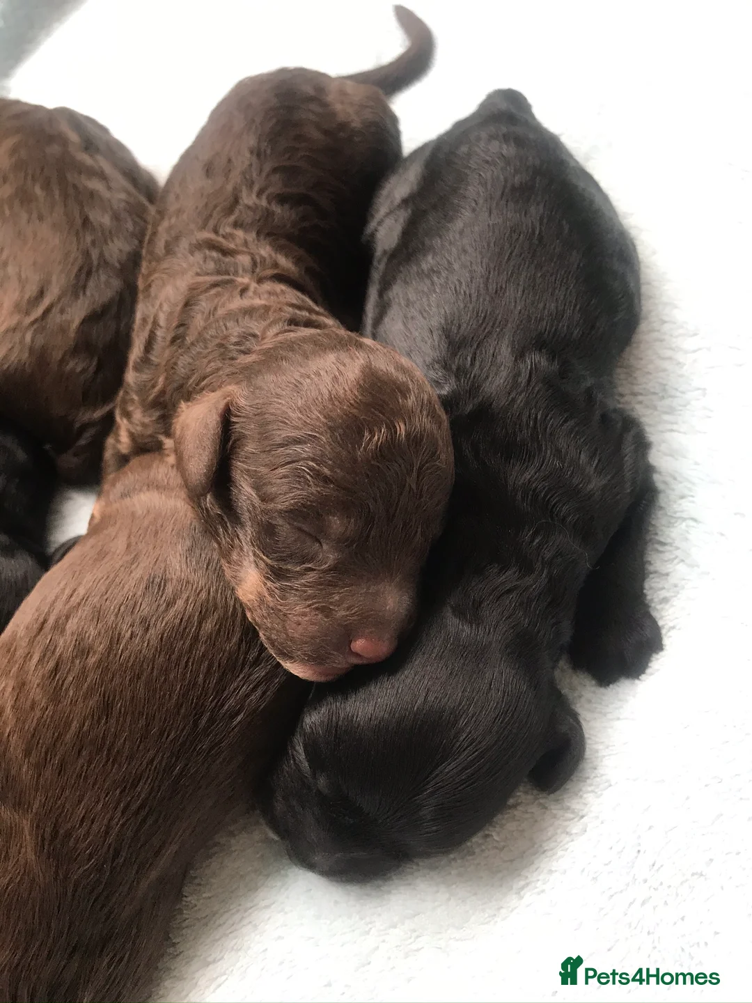 Toy Poodle dogs for stud: ❤️ Health Tested Beautiful red poodle for stud❤️ in Colchester - Advert 10