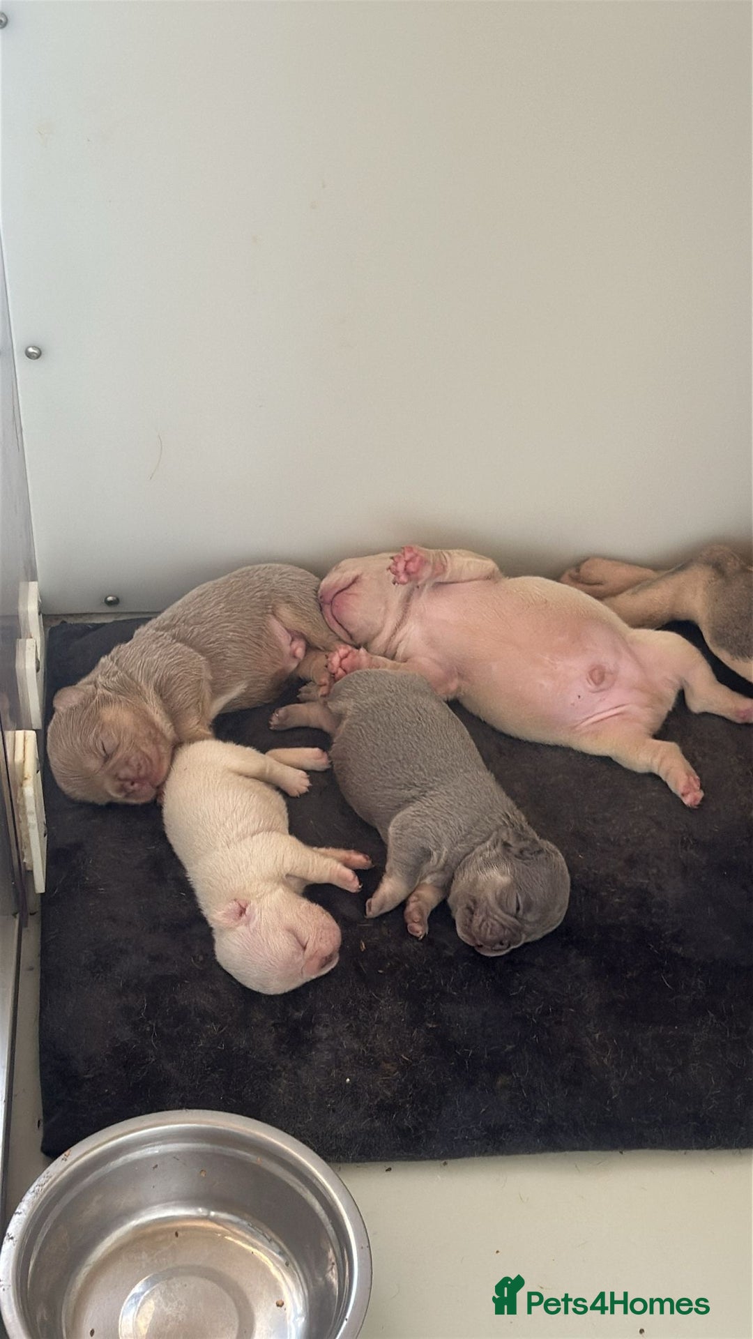 French Bulldog dogs for sale: ** carrying fluffy French bulldog - Image 5