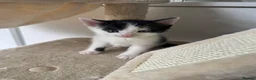 Mixed Breed cats for sale: 2 beautiful boys looking for homes. - Advert 5