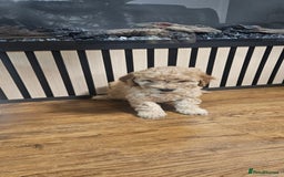 Cockapoo dogs for sale: Six Little Cockapoo Stars Ready to Shine   - Image 18