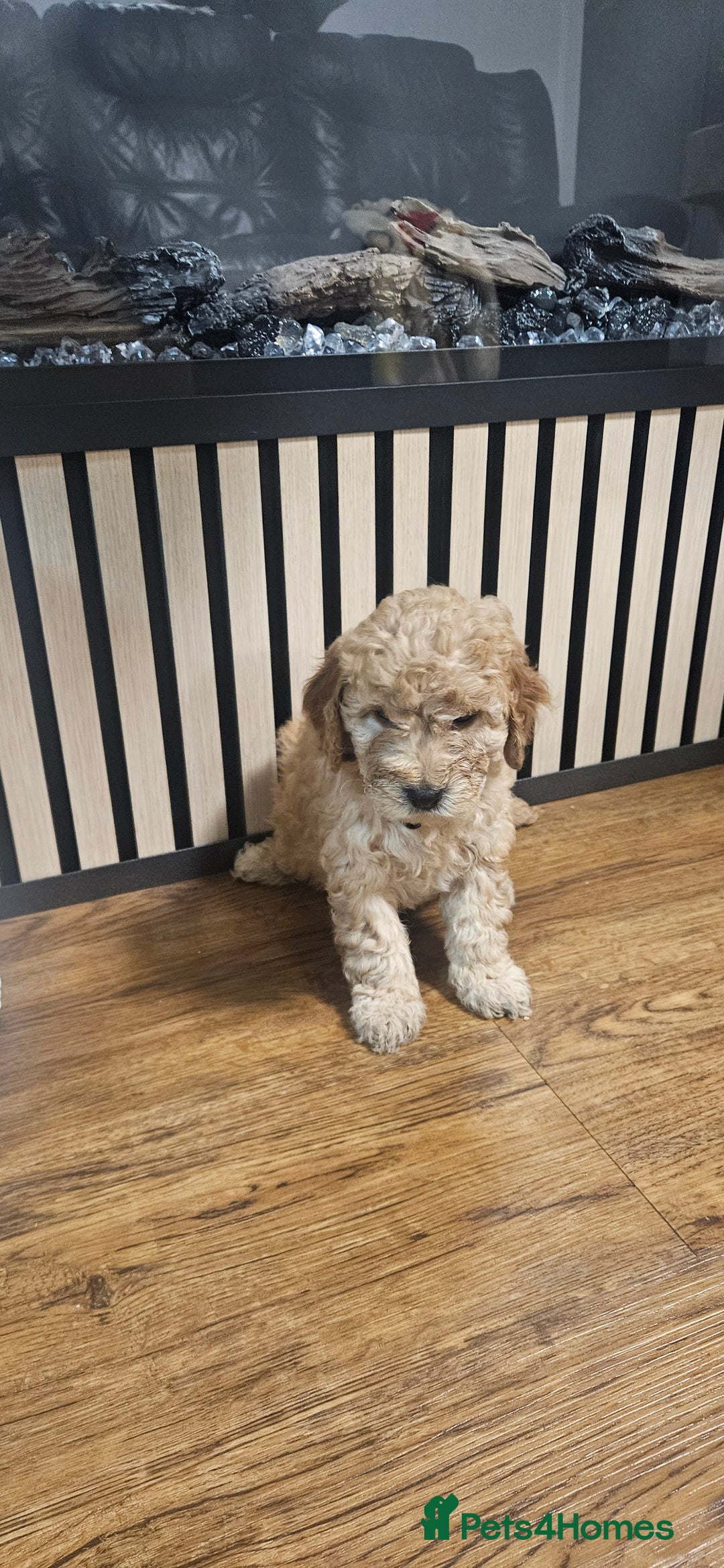 Cockapoo dogs for sale: Six Little Cockapoo Stars Ready to Shine   - Image 18