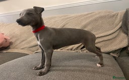 Whippet dogs for sale: ⭐️ Beautifully bred whippet pups ⭐️ - Image 11