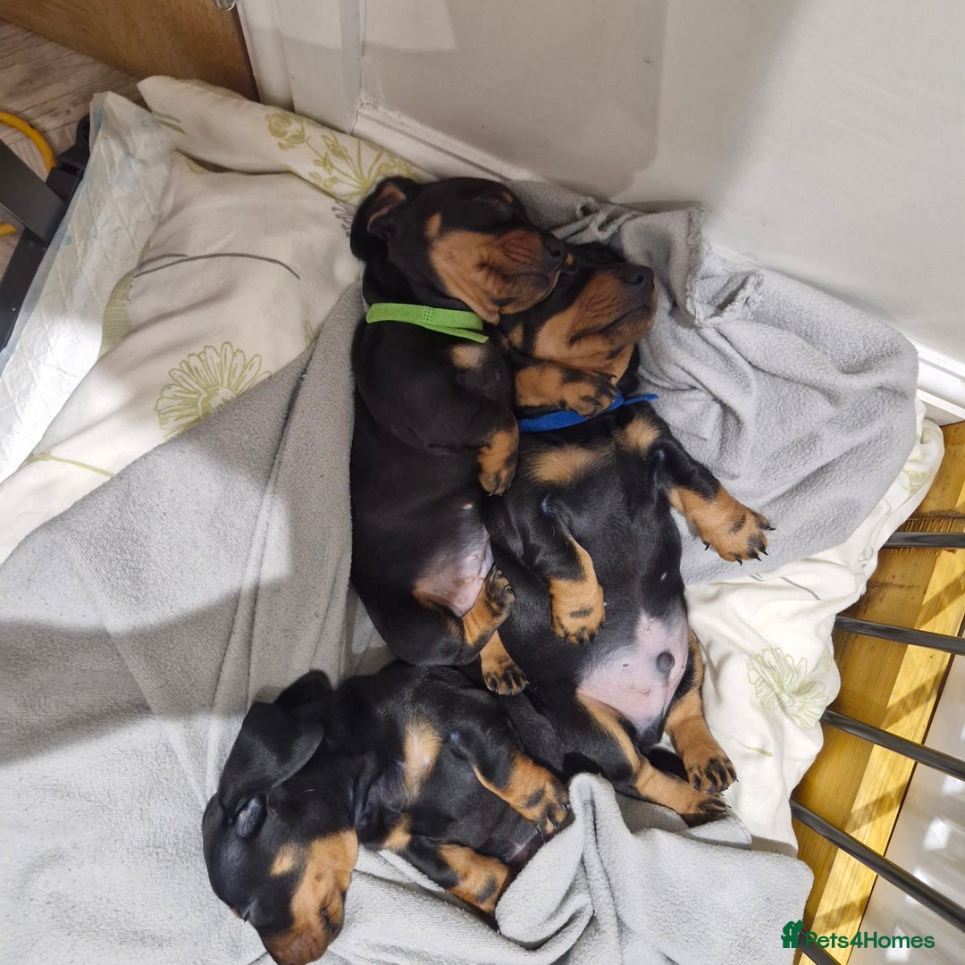 Dachshund dogs for sale: Dashund black and tan - Advert 4