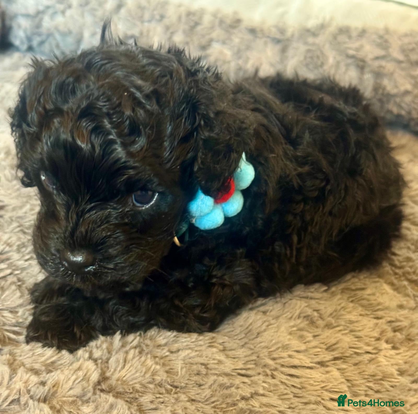 Cavapoo dogs F1 cavapoo  - Advert 2