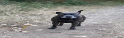 Staffordshire Bull Terrier dogs for stud: 🔥 GUNNA — STAFFY STUD AVAILABLE 🔥 in Croydon - Advert 1
