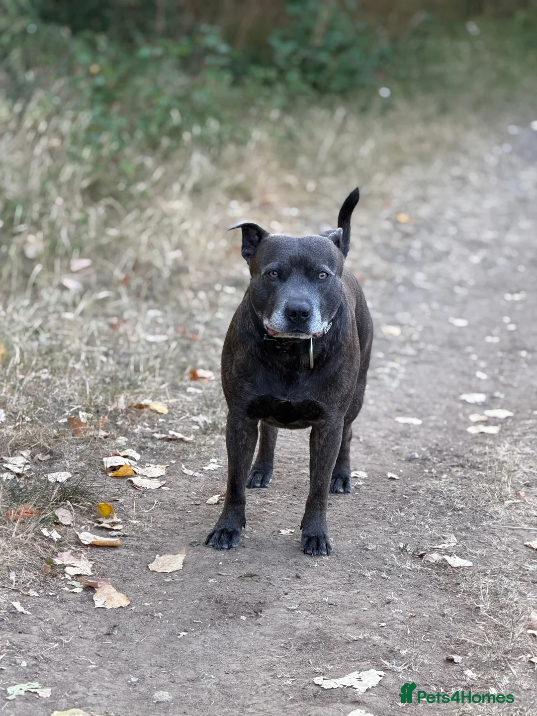 Staffordshire Bull Terrier dogs for stud: 🔥 GUNNA — STAFFY STUD AVAILABLE 🔥 in Croydon - Advert 1
