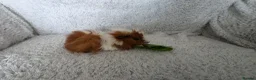 Guinea Pig rodents for sale: Boys rt1 19th july - Advert 7