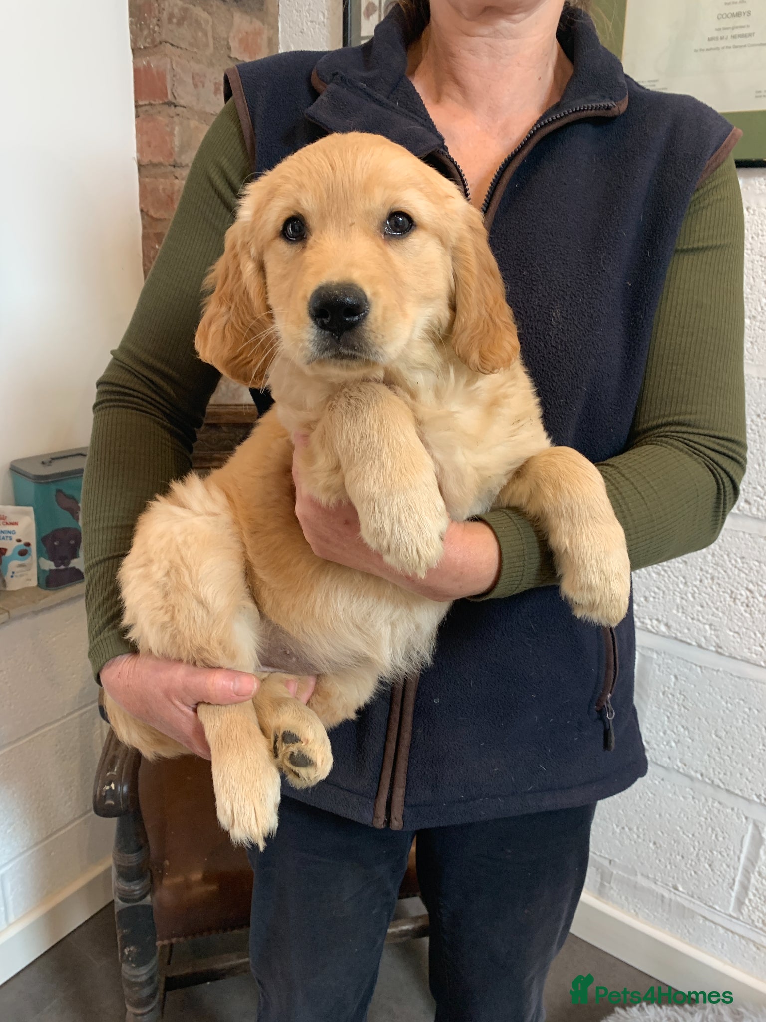 Golden Retriever dogs KC REGISTERED GOLDEN RETRIEVER PUPPIES - Advert 2