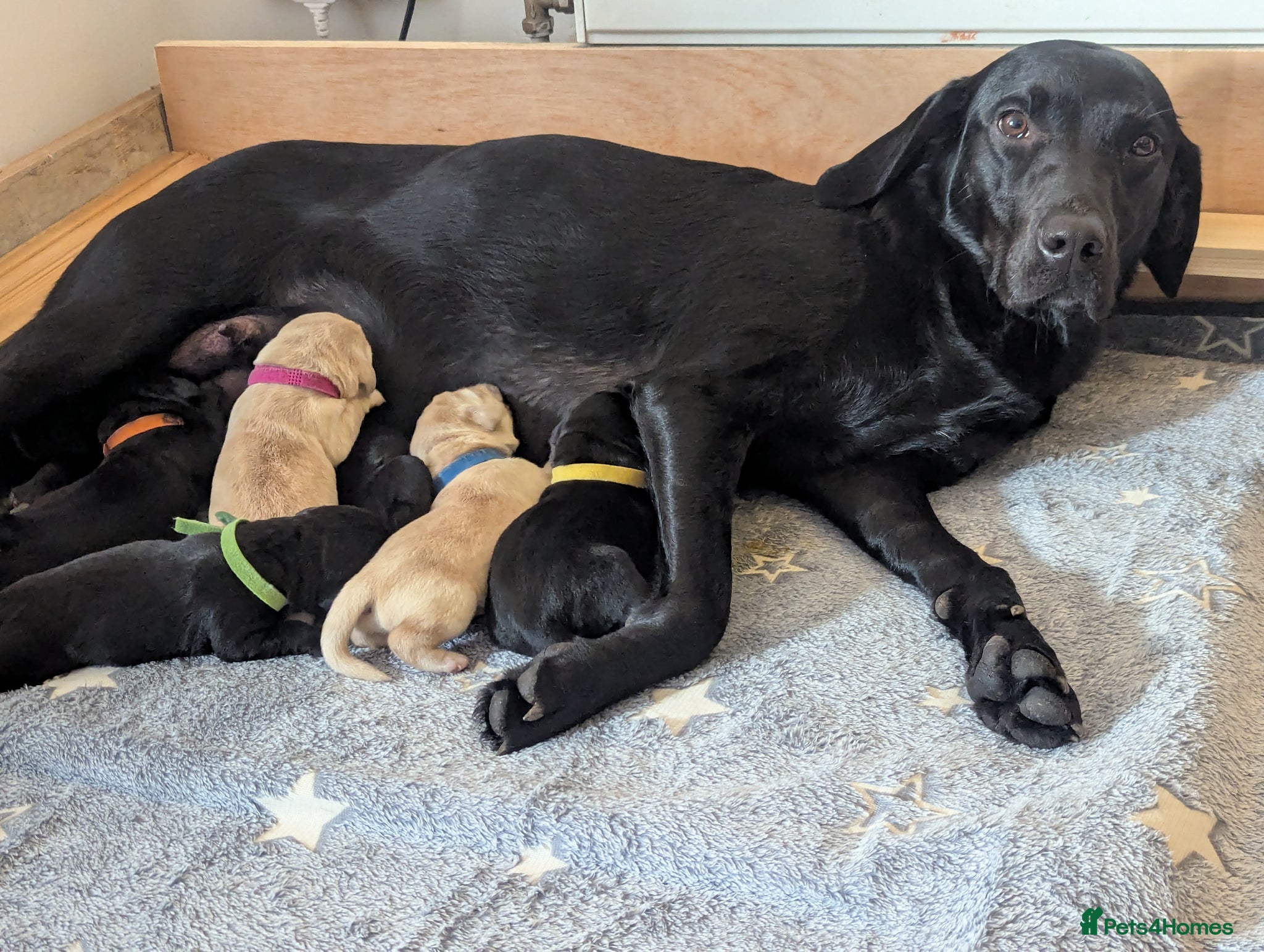 Labrador Retriever dogs for sale: Gorgeous Pedrigree Labrador Puppies available 15/4 - Advert 1