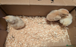 Chickens poultry for sale: Mixed breed chicks and Silkies - Image 8