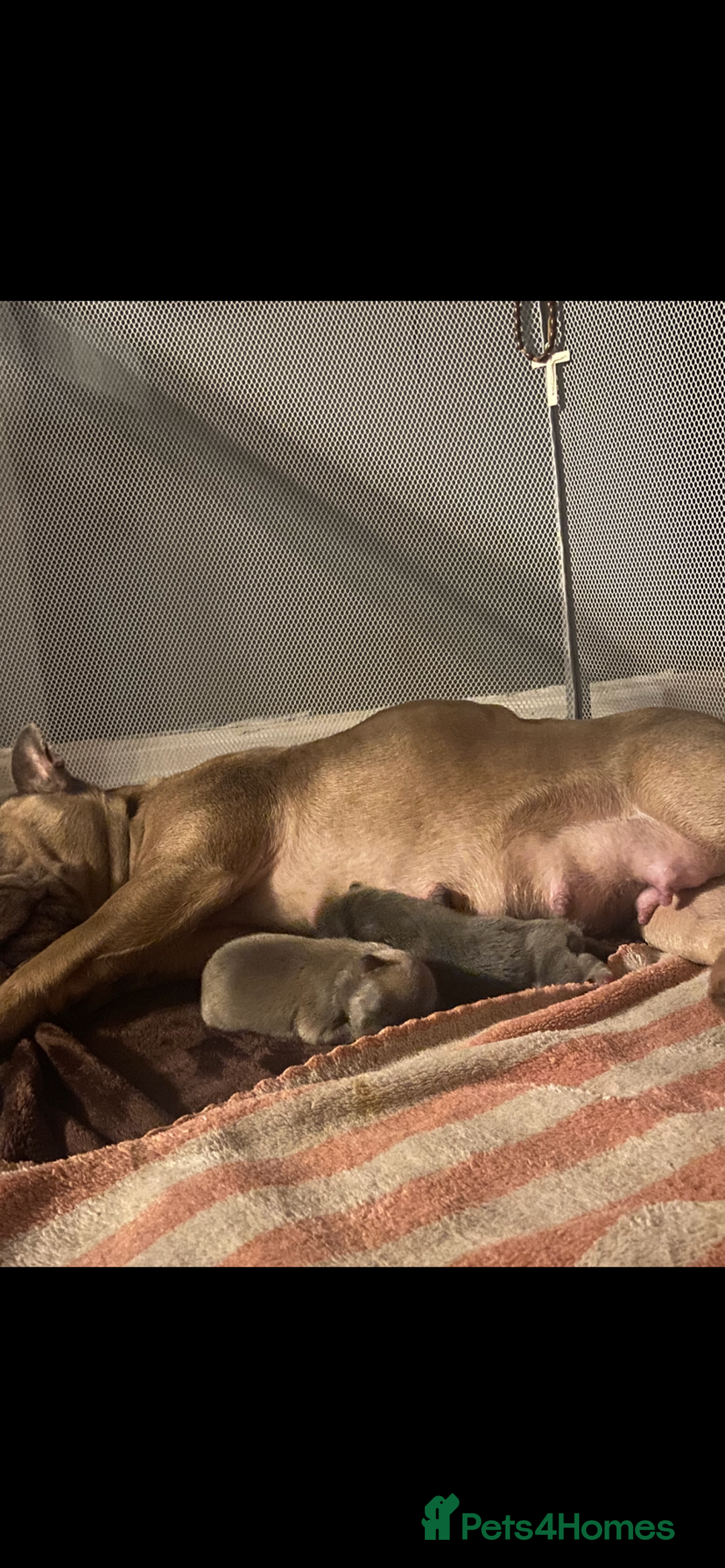 Mixed Breed dogs for sale: French bulldog/English bulldog - Advert 20