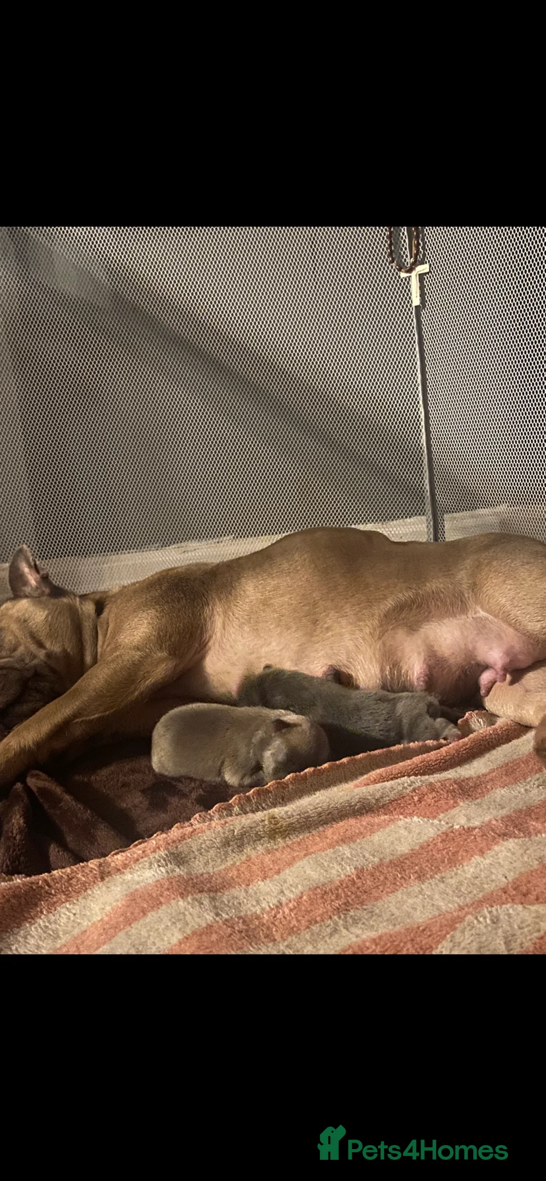 Mixed Breed dogs for sale: French bulldog/English bulldog - Advert 20