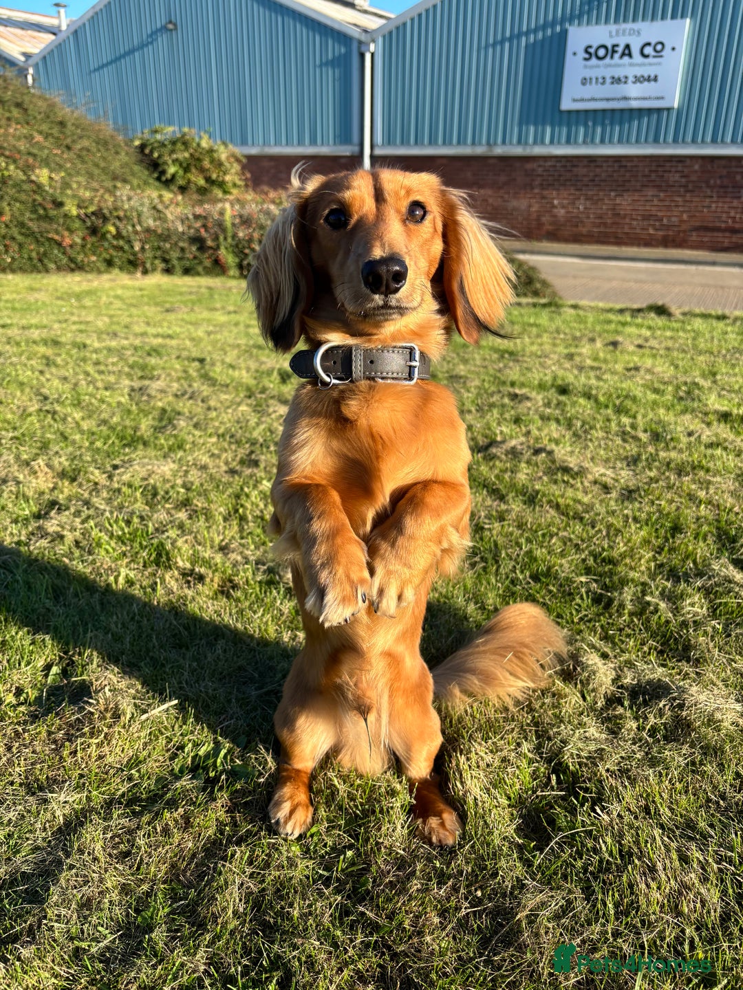 Miniature Dachshund dogs for stud: Shaded cream long haired stud  - Advert 2
