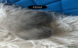 British Shorthair cats for sale: 🧸✨6 Chunky British Shorthair Kittens For Sale✨🧸 - Advert 11