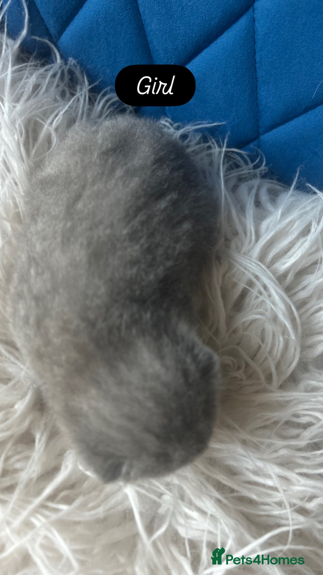 British Shorthair cats for sale: 🧸✨6 Chunky British Shorthair Kittens For Sale✨🧸 - Advert 11