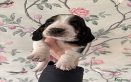 Basset Hound dogs for sale: Bassett hound puppies  - Advert 9